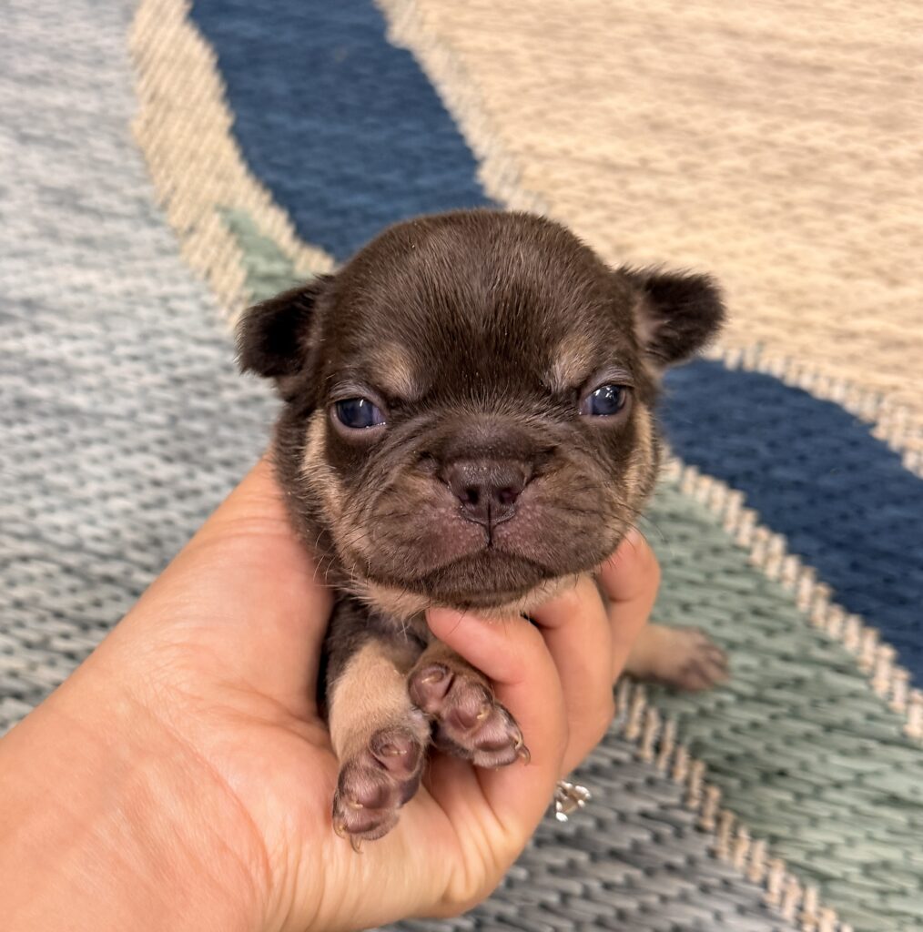 Close-up of a small brown puppy being gently held in a hand, with a woven rug background behind it.