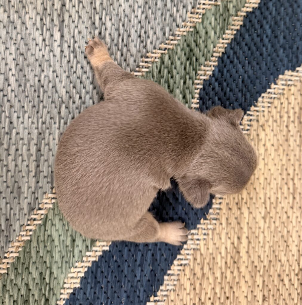 Small brown dog walking on a multicolored woven rug, viewed from above, body and tail visible on patterned surface.