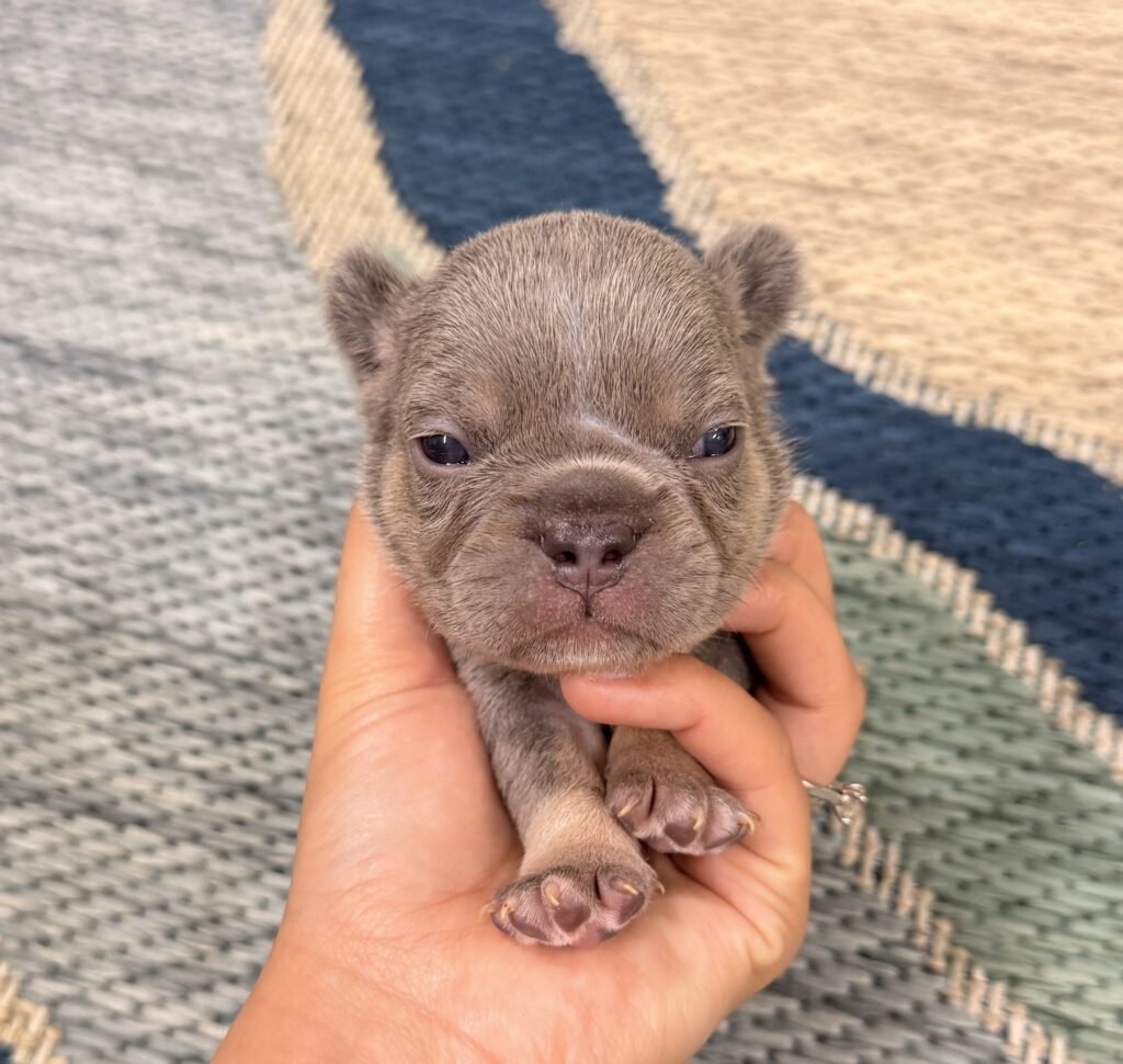 Tiny brown puppy being gently held by a person, with a woven rug background visible behind.