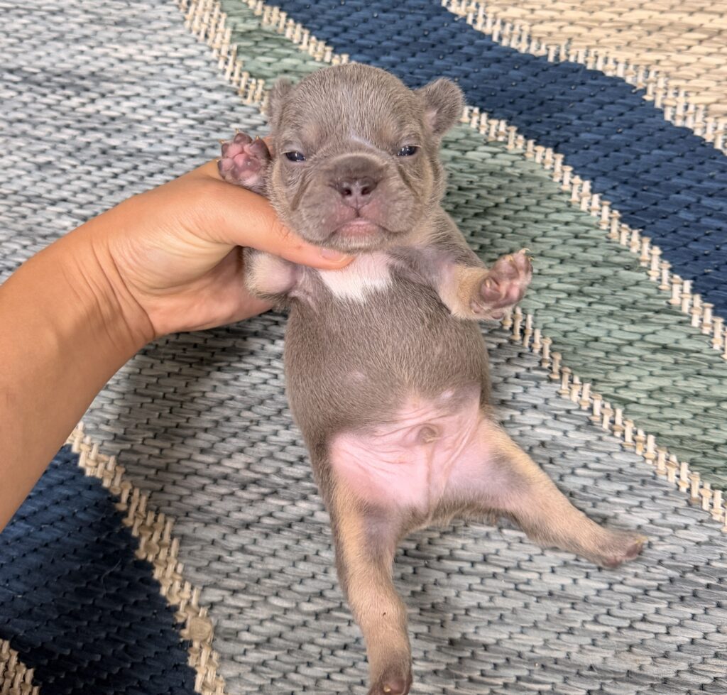 Small gray puppy being gently held by a hand on a woven rug with blue and beige stripes.
