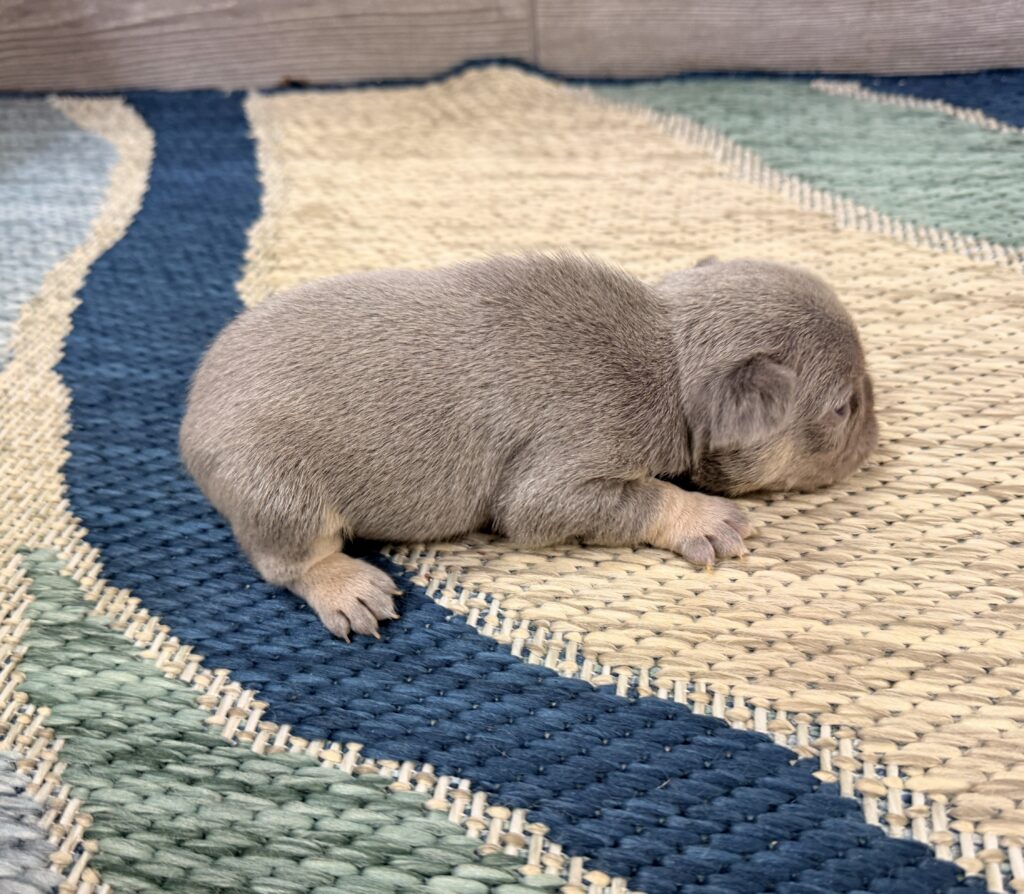 Gray puppy napping on a woven, striped rug.