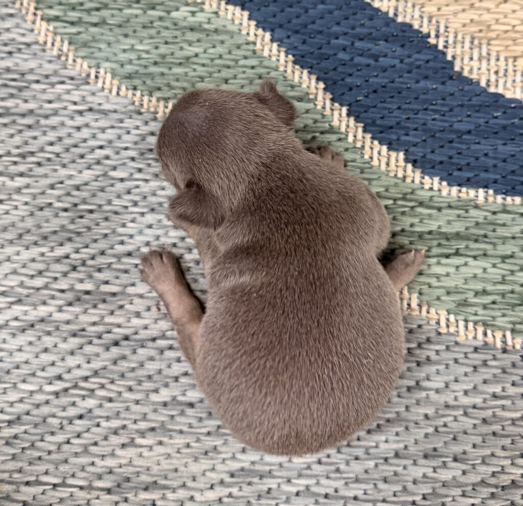 Top-down view of a small brown puppy lying on a textured woven rug with neutral and blue tones.