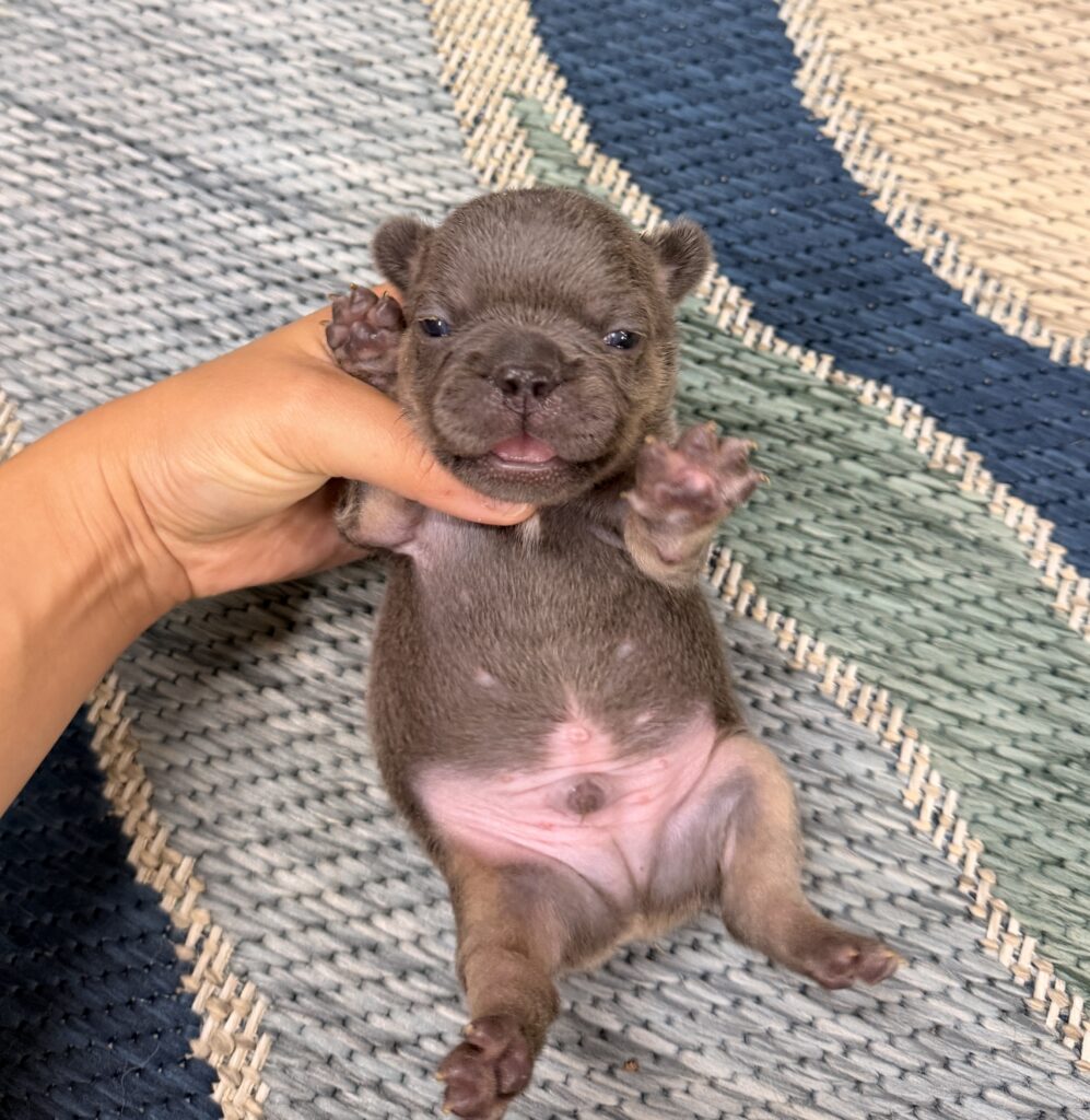 Close-up of a tiny brown puppy being gently held by a hand on a woven rug.