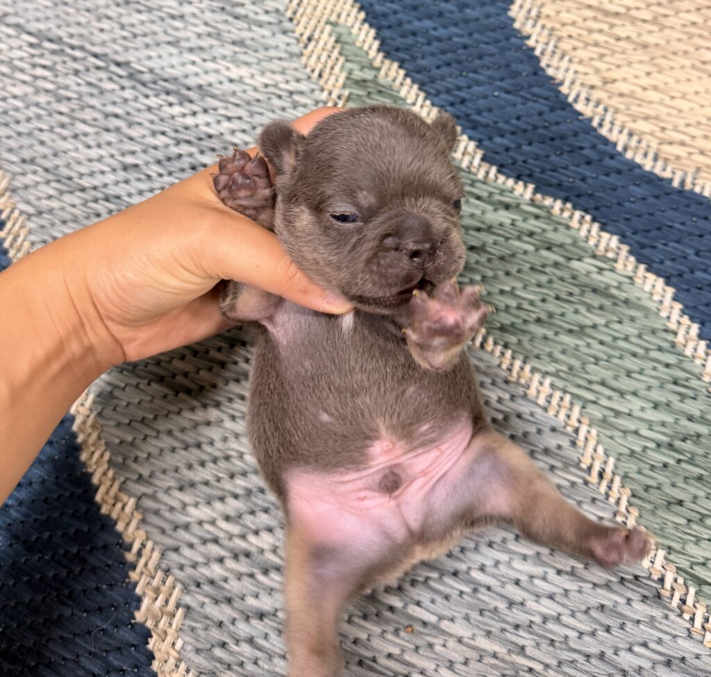 Tiny gray newborn puppy being gently held by a hand on a woven rug.