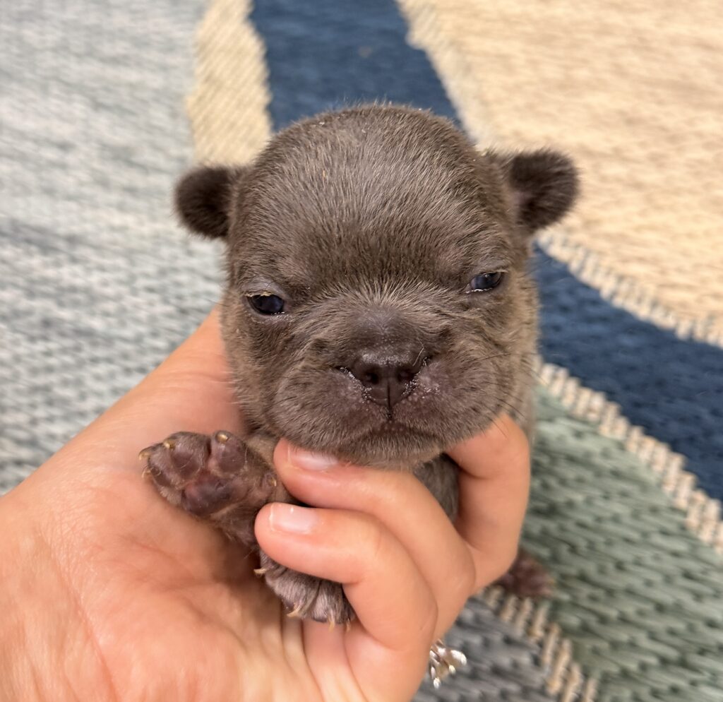 Close-up of a tiny brown puppy being gently held in a hand, showing its head and ears.