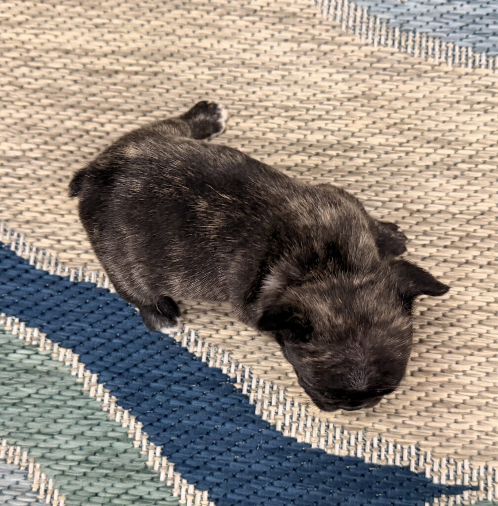 Close-up of a small dark-furred puppy walking on a blue and beige woven rug.