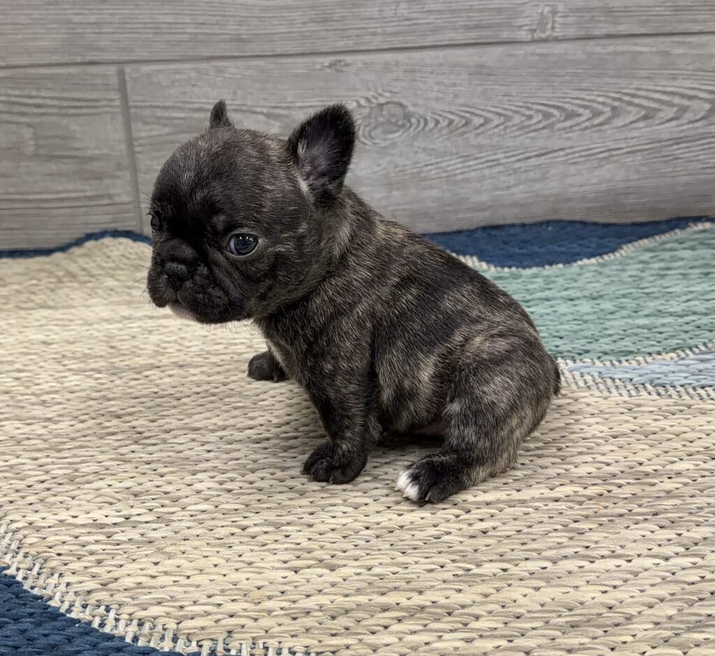 Brindle French Bulldog puppy sitting on a woven rug with a wooden background, looking to the left.