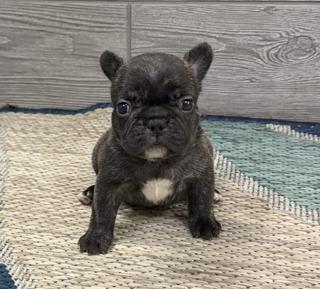 Cute black French Bulldog puppy sitting on a woven rug indoors, white patch on chest, looking at the camera.
