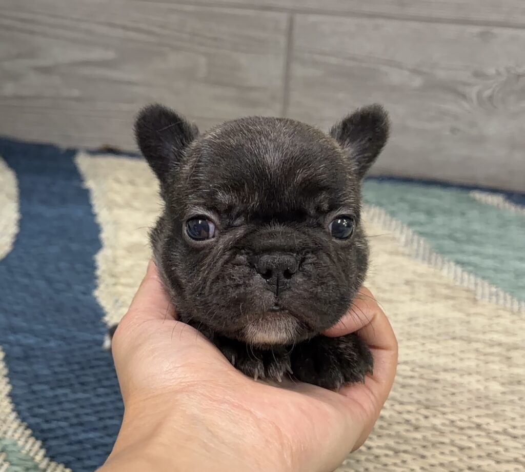Close-up of a tiny black French Bulldog puppy being gently held by a hand, with a patterned rug in the background.