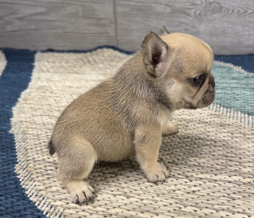 Tan chihuahua puppy sitting on a woven cream rug inside a room.
