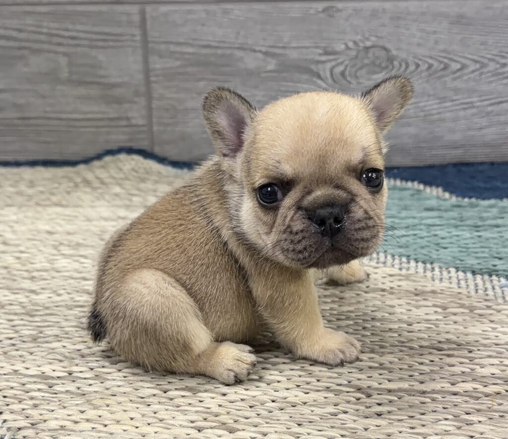 Close-up of a small tan puppy with dark nose and ears, sitting on a woven beige rug.