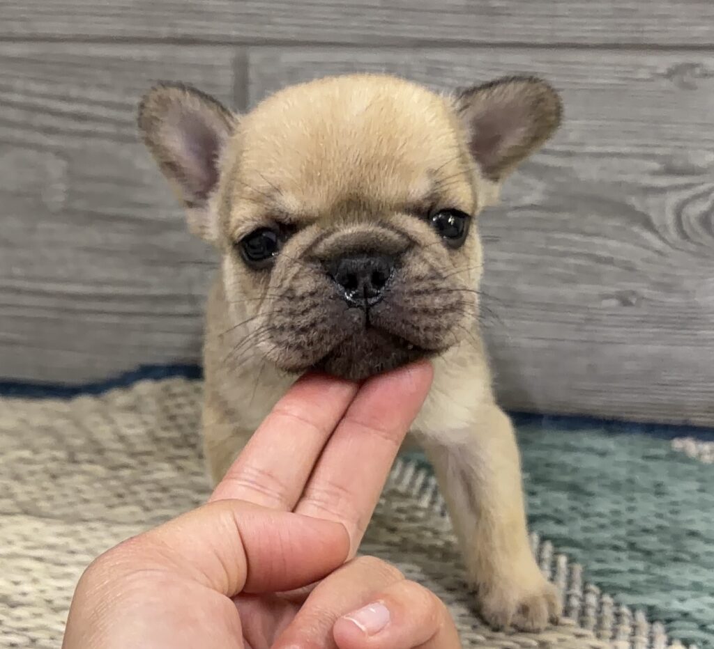 Close-up of a tan French Bulldog puppy being gently held by a hand in front of a wooden background.