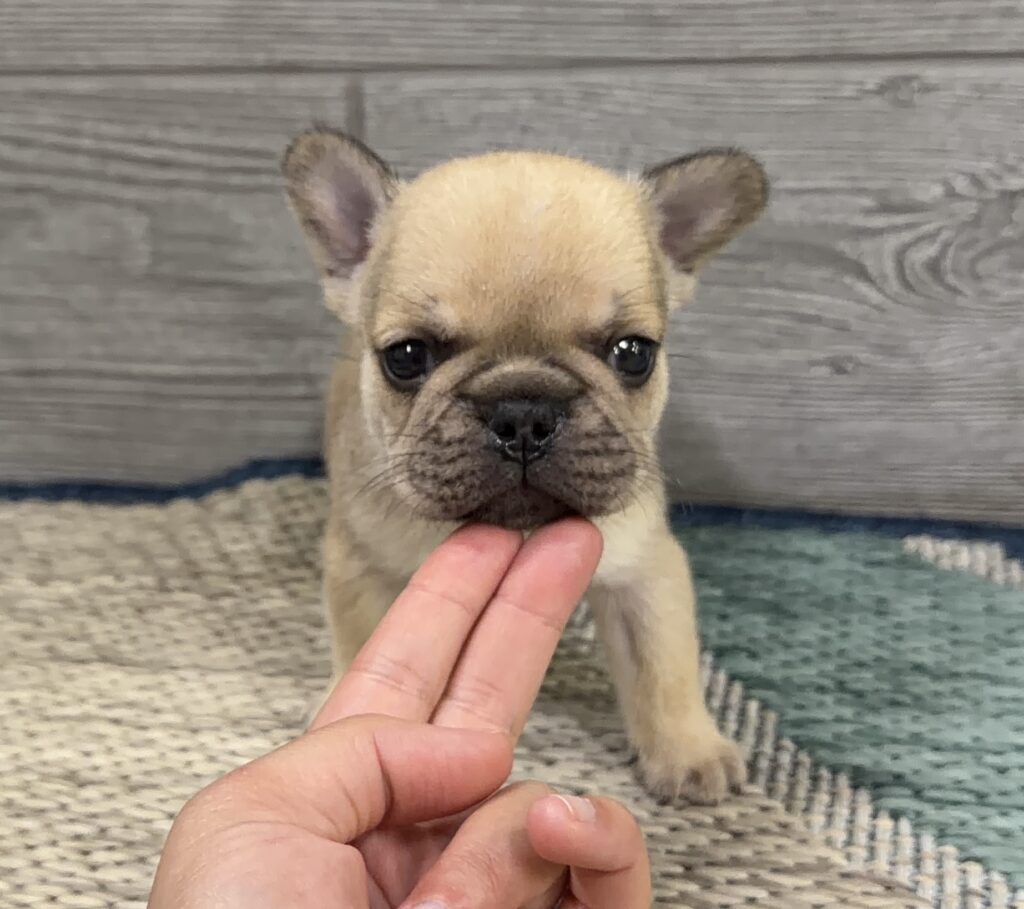 Close-up of a light-brown puppy with dark eyes, as a hand gently touches its chin.