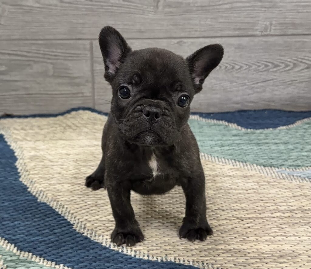 Black puppy with perked ears standing on a blue and beige striped rug, facing the camera.