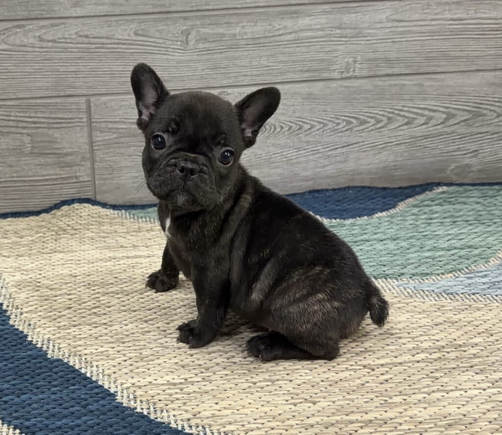 Small dark brindle French bulldog puppy sitting on a woven striped rug indoors with a wooden wall behind it.