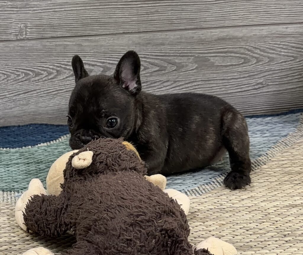 Black French bulldog puppy playing with a brown stuffed monkey on a light woven rug with a wood-paneled backdrop.