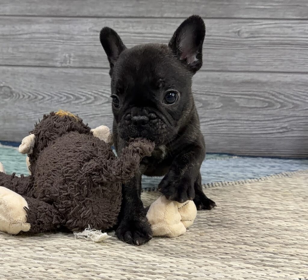 Black puppy with large ears sits on a woven mat, holding a brown stuffed toy.] ,Oops