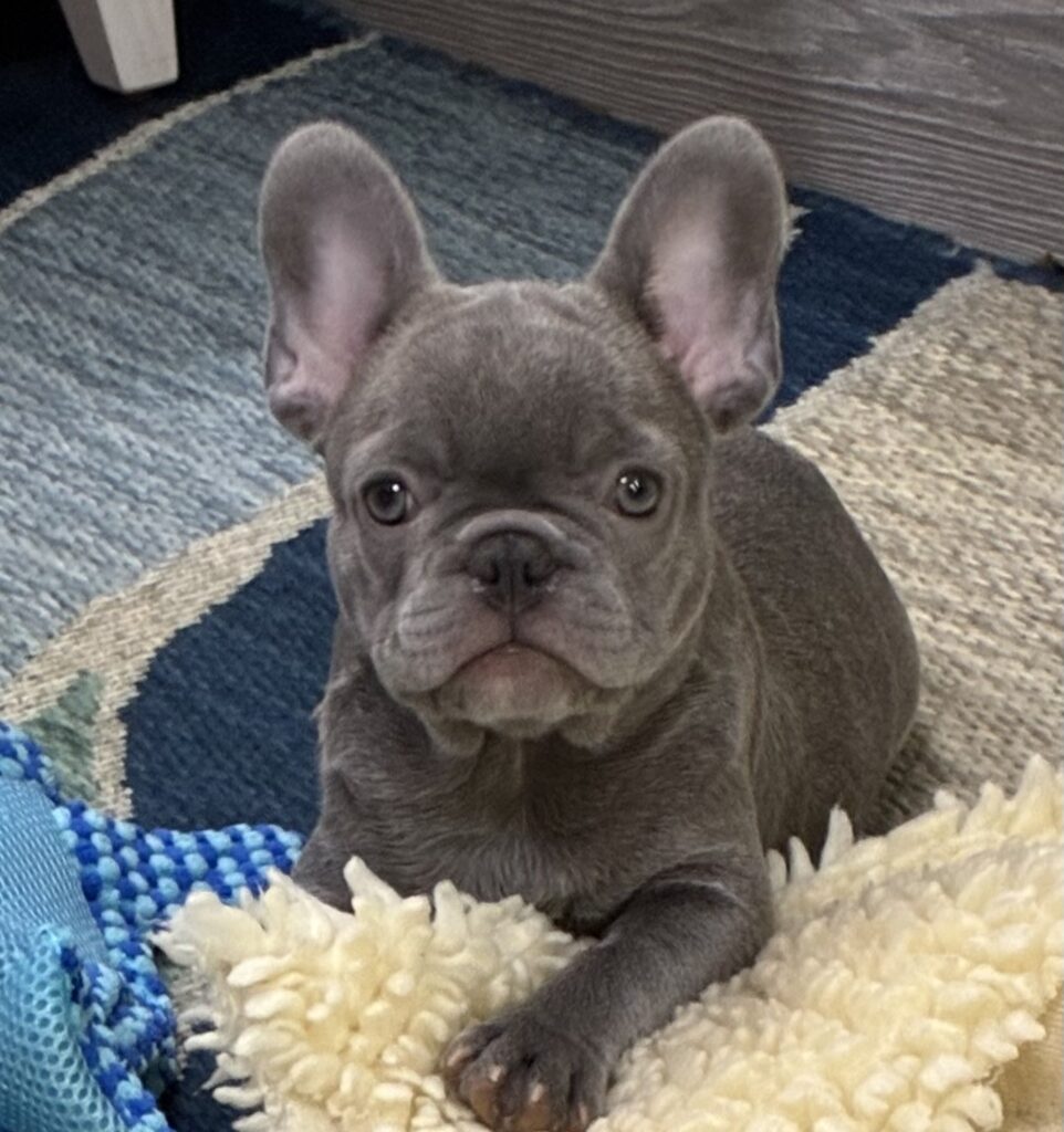 Gray French Bulldog puppy sitting on a fluffy cream rug indoors, looking at the camera with big ears upright.